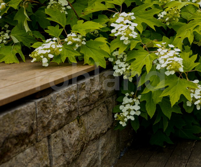 SIL - Privatgarten Muschelkalkmauer Holzdeck Thermoesche Hortensien (Wasserzeichen))